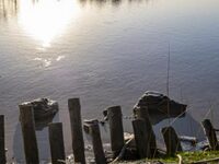 Découverte de la biodiversité des bords de Garonne à Le Tourne