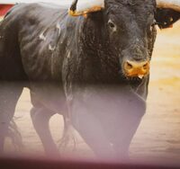 Novillada des Fêtes à Soustons