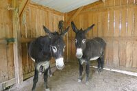 De ferme en ferme : Ferme Borda d'Arsaut à Mazerolles