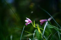 Sortie Nature : Orchidées des Chaumes d'Avon à Bougon