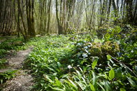 Enquête dans la forêt d'Epagne à Sauviat-sur-Vige