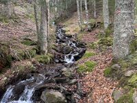 Randonnée sur les traces de la faune sauvage à Bedous