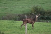 Brame du cerf à Milhac-de-Nontron