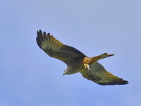 Voir les rapaces à Bedous