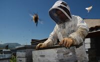 Visite à la Ferme : Abeilles et délices à Cambo-les-Bains