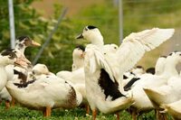 Démonstration de découpe de canard à Eugénie-les-Bains