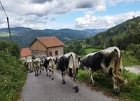 La transhumance de la Ferme Au Petit Gravier à Saulxures-sur-Moselotte