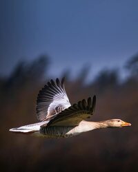 À la rencontre des oiseaux locaux et migrateurs à Saulgé