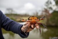 Pêche aux crabes à Arès
