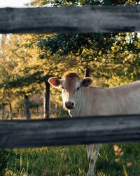 Les visites guidées de l'été au Manoir d'Apreval à Pennedepie