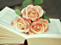 SANT JORDI - L’ITINÉRAIRE DU LIVRE à Perpignan