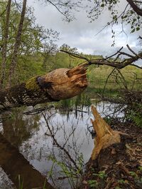 Balade nature : Sur les traces du Castor au lac de Chamboux, Jeudi 16 avril à Champeau-en-Morvan