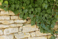 Découverte des tourbières à Frasne