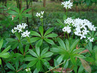 Veillée conte à Montgesoye