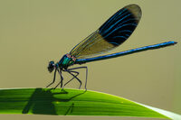 Inventaire participatif - Libellules et papillons à Parcey