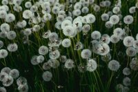 Les Rendez-vous aux Jardins... au cinéma ! à Étiolles