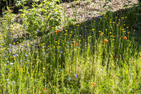 Parcours d'observation du monde vivant au Parc André Malraux à Thiais