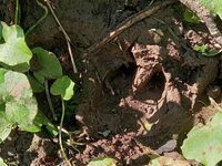 Traces et indices laissés dans le Sanctuaire de nature  à Bitche