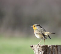 Visite "Le chant des oiseaux" à Bruère-Allichamps