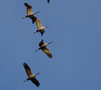 Visite "La migration des oiseaux" à Bruère-Allichamps