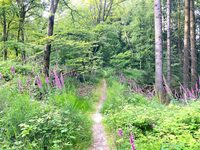 Visite de la Réserve nationale de chasse et de faune sauvage de la Petite-Pierre à La Petite-Pierre