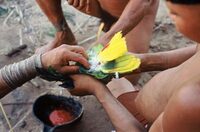 Conférence « L’oiseau bariolé : enquête en forêt Amazonienne » à Nay
