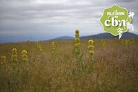 Conférence : la gentiane jaune et ses usages à travers les siècles à Besançon