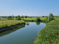 Papillons et autres petites bêtes du marais de la Touques à Canapville
