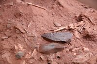 Quand l'Homme de Néandertal chassait des mammouths à Mutzig à Molsheim