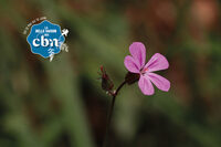 La flore sauvage des rues de Dieppe à Dieppe
