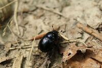Rendez-vous créatif "Incroyables petites bêtes " à Montfiquet