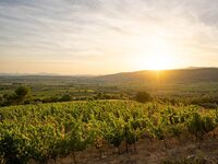 BALADE VIGNERONNE à Aniane