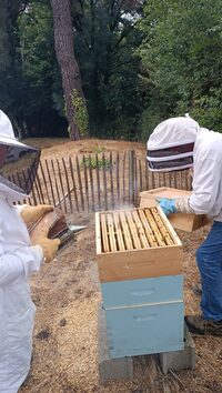 Animations autour de la ruche à Chemillé en Anjou