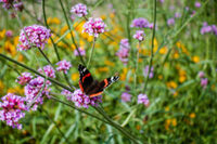 Rallye : Ouvrez les yeux sur la Nature à Lille