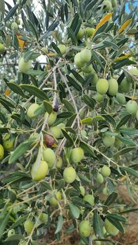 Conférence sur les ravageurs et les maladies de l’olivier à Marseille 13e