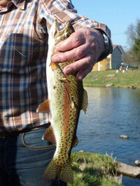 Journée truite a l'étang de Mignavillers à Mignavillers