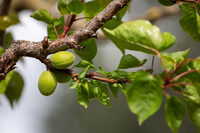Découverte des plantes romaines à Saint-Romain-en-Gal