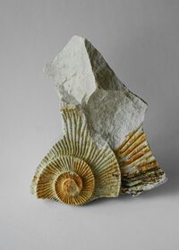 Pint of sciences : Les fossiles de Normandie et l’évolution des espèces à La Haye-du-Puits