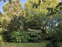 Visite libre d'un jardin de collection à Port-Bail-sur-Mer