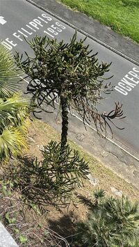 Points de vue arboricoles à Pau