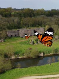 Cherchez la p'tite bête à Cavigny