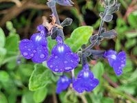 Visite commentée des jardins du château de l'Arthaudière à Saint-Bonnet-de-Chavagne