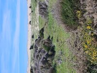 Les découvertes de Monta : découverte du milieu dunaire à Vendays-Montalivet