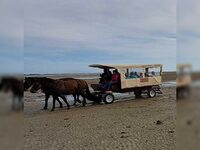 Découverte de la Pêcherie "La Maillard" en calèche à Montmartin-sur-Mer