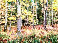 Milpas Sorgeais à Sorges-et-Ligueux-en-Périgord