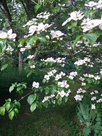 Jardin de la Ferrière à Amont-et-Effreney