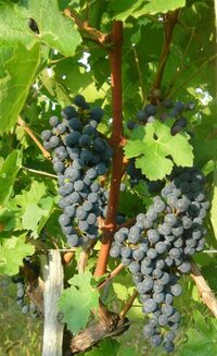 Portes Ouvertes à la Cave de Branceilles à Branceilles