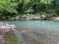 Balade botanique et repas "Les Plantes Sauvages Comestibles" à Arthez-d'Asson
