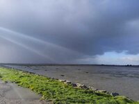 Oiseaux migrateurs de la baie des Veys à Géfosse-Fontenay