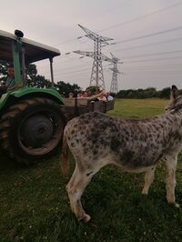 Visite a la ferme à Raids